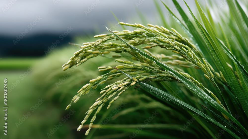 Obraz premium Rice plant with green paddy field, close up of rice grain, fresh and vibrant, water droplets, natural agriculture scene
