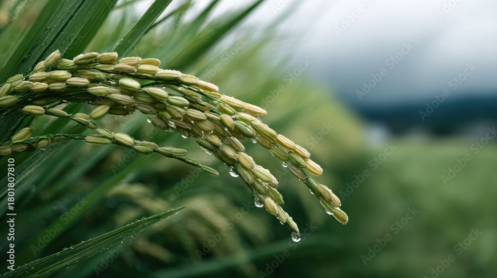 Obraz premium Rice plant with dew drops on green paddy field, close up, natural freshness, agriculture, rural landscape, morning light