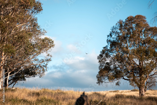 Farming landscape of stud angus and wagyu bulls grazing, with beautiful cows and cattle grazing on pasture in spring on a farm, with a crop growing food behind with hills and trees in nature