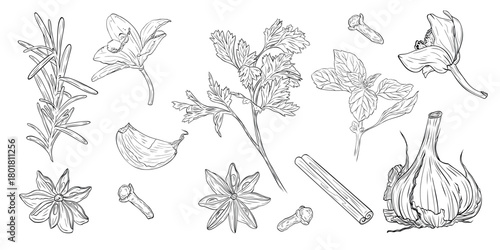 Monochrome botanical drawing of fragrant herbs and spices. Set, clip art. Graphic hand drawn ink vector. Good for decoration of cooking, spa, menu, decor, stickers