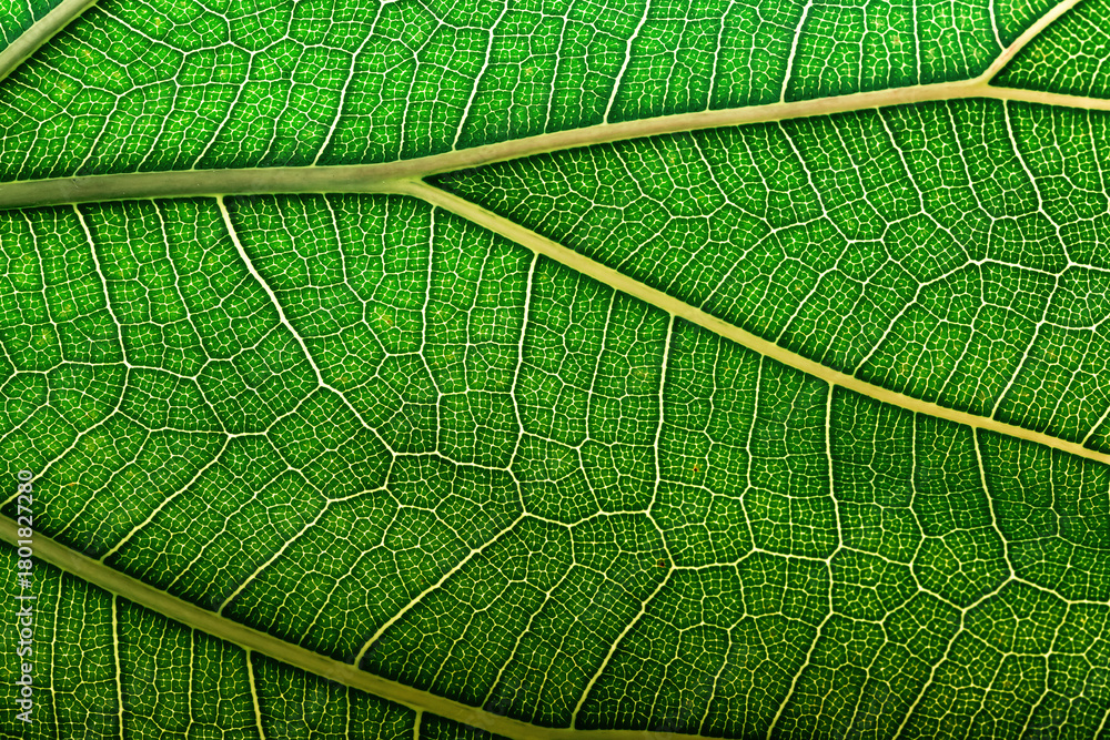 Fototapeta premium abstract texture leaf, natural structure of leaves, eco background