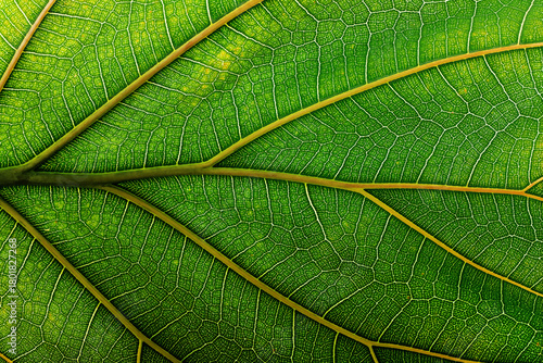 background natural texture ...
