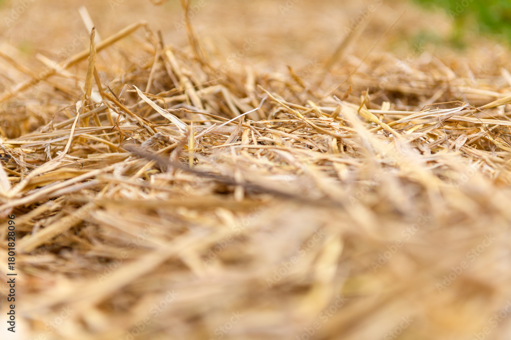 Fototapeta premium Closeup of dry straw mulch with warm golden tones, symbolizing organic farming, soil care, and sustainable agriculture.