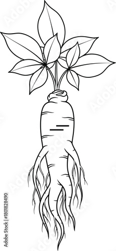 Ginseng root drawing illustration medicinal plant herbal remedy outline eps silhouette