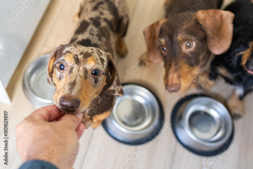 Adorable dachshunds awaiting treats beside metal bowls