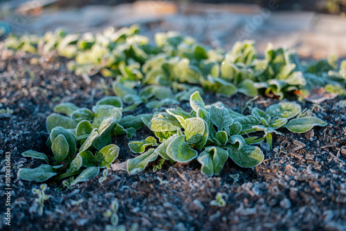 kale seedlings vegetables growing on a farm. frost and ice on the cold soil and plants on a winter's morning in tasmania