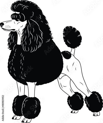 Black and white poodle illustration dog breed artwork pet pedigree canine eps silhouette