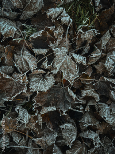 Frost-covered autumn leaves in a natural setting