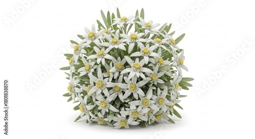 Spherical Edelweiss Bouquet on White: Delicate Floral Arrangement, Studio Shot.