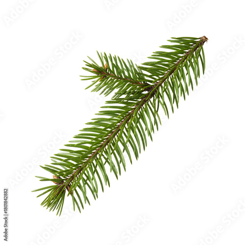 pine branch