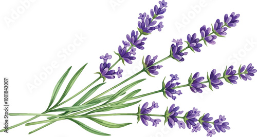 Delicate watercolor illustration of fragrant purple lavender sprigs with green leaves on a white background