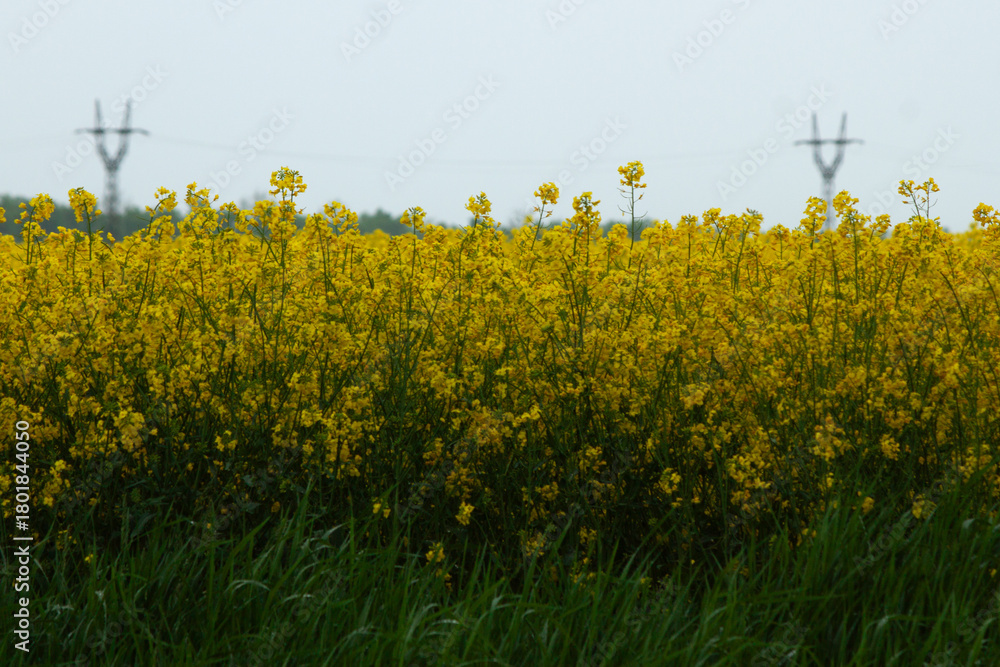 Obraz premium Field of vibrant rapeseed flowers with power lines in the distance under an overcast sky