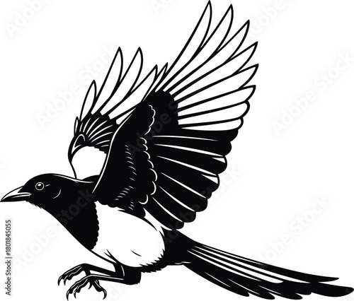 Flying magpie drawing vector illustration black and white bird art print eps silhouette