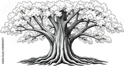 Detailed tree drawing illustration large oak tree roots branches leaves eps silhouette