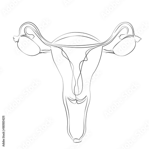 One continuous line drawing on white isolated background. Minimalism linear illustration. uterus, woman, organ, anatomy, reproductive, female, gynecology, body, vagina, internal