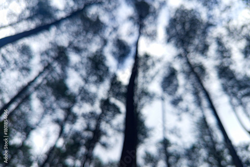 View of pine trees from the bottom angle