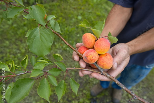 Growing apricots. Close-up. A man's palms hold a bunch of ripe apricots on a tree branch.