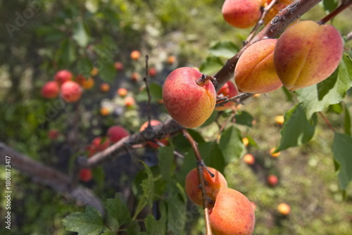 Growing apricots. Close-up. Ripe and juicy orange-red apricots grow on a tree branch. Ripe apricots lie on the ground near the tree.