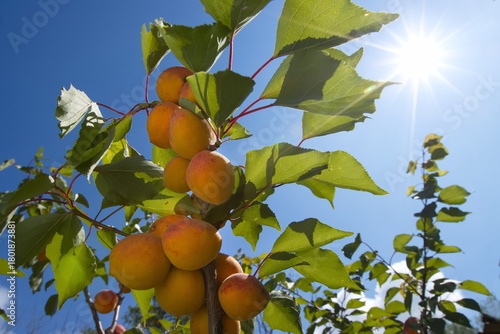 Growing apricots. Сlose-up. Tree branches with ripe apricots against the sky and bright sun.