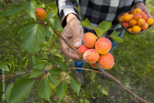 Picking apricots. Сlose-up. Apricots grow on a branch. A man's hand holds an apricot ready to pick it and place it in a bowl.