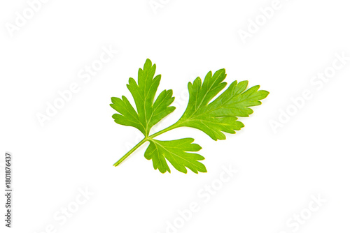 Fresh parsley leaves on white background