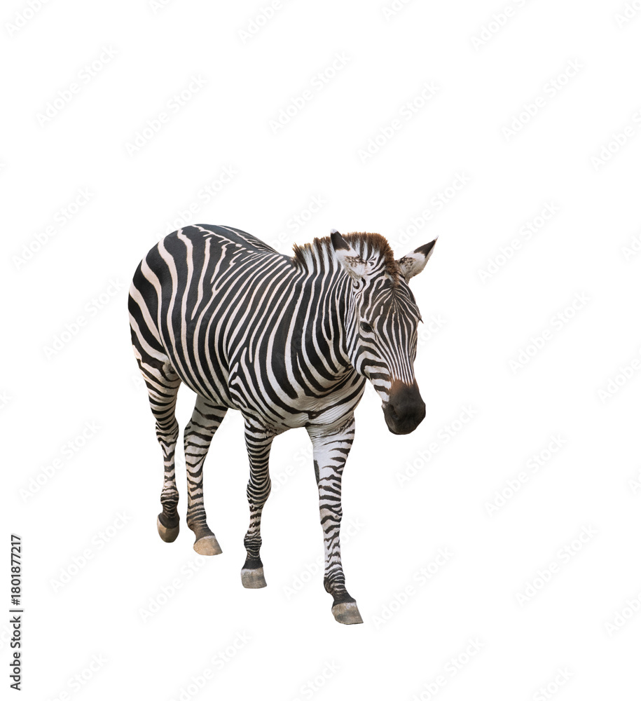 Obraz premium zebra isolated on white background