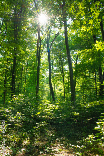 Sunlight in the green forest, spring time