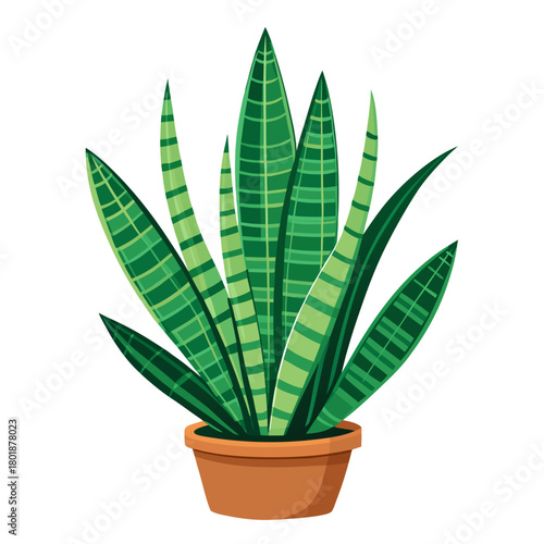 snake plant