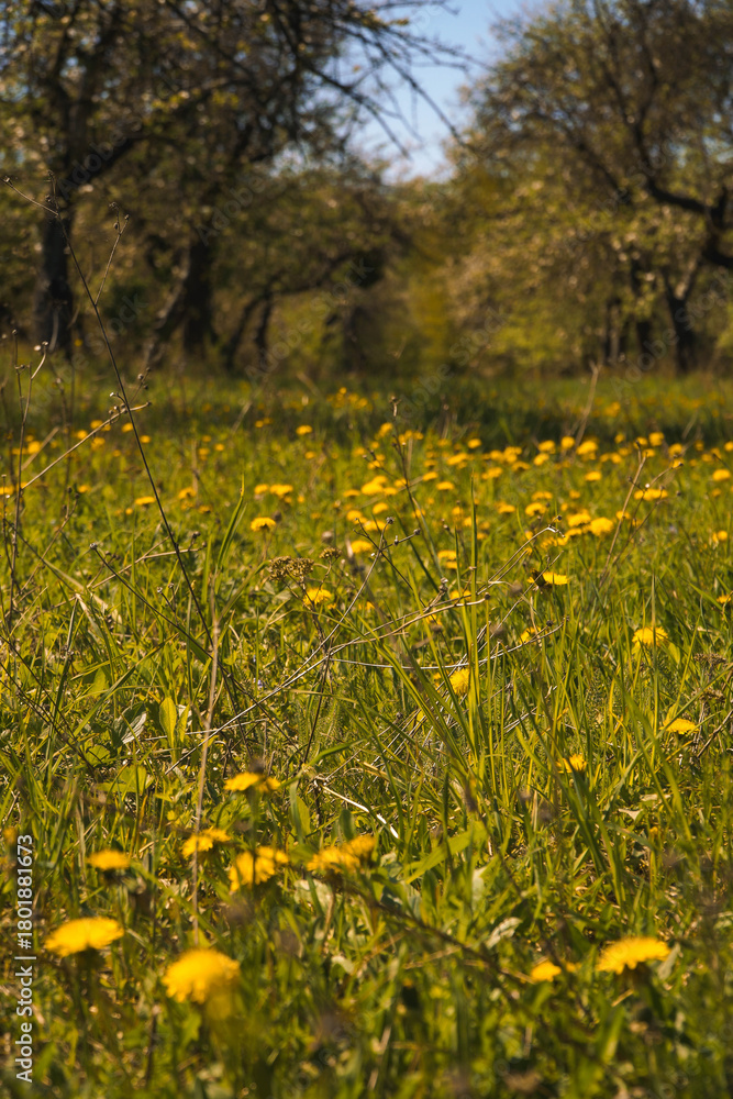 Obraz premium field of yellow flowers