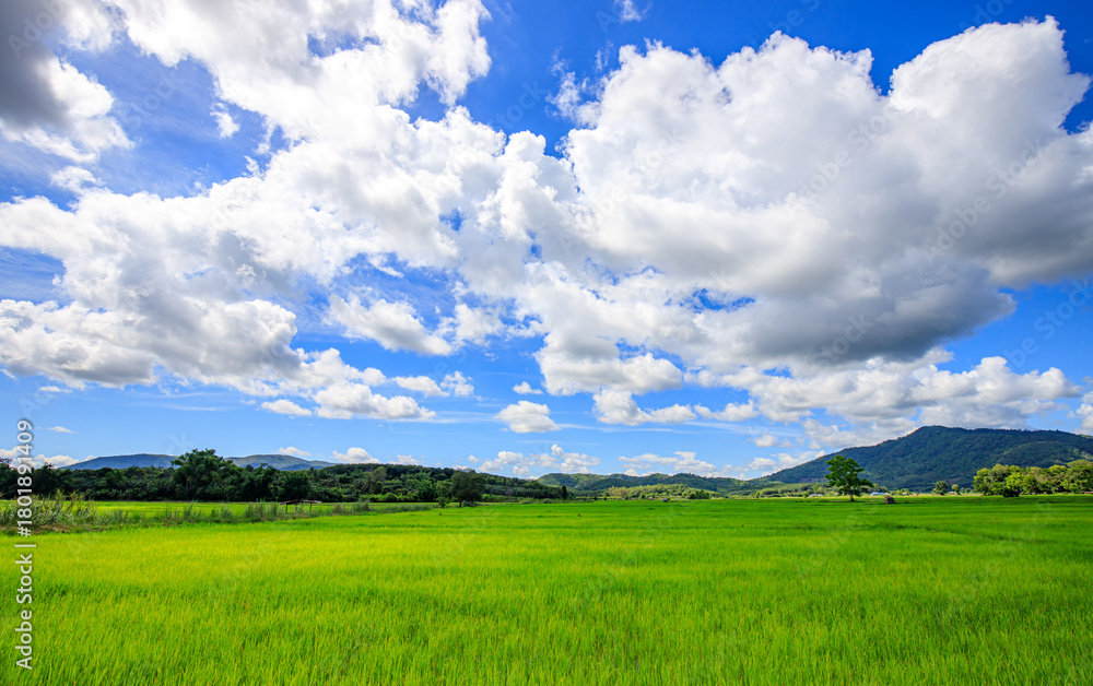Fototapeta premium Green nature, sky, beautiful clouds