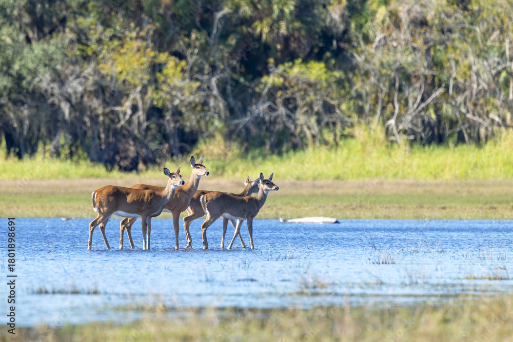 Naklejka premium White-tailed deer (Odocoileus virginianus) walking in the water in Myakka River State Park, Florida