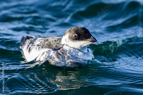 Little auk (Alle alle)