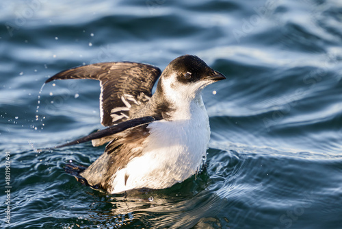 Little auk (Alle alle)