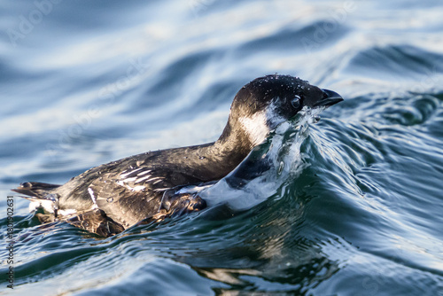 Little auk (Alle alle)