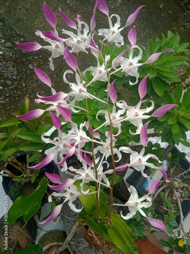 Purple and White Orchid Bloom – Tropical Orchid Photography