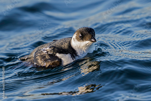 Little auk (Alle alle)