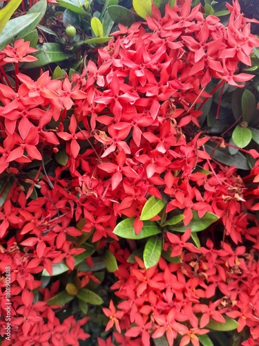 Red Ixora Flower Cluster – Tropical Floral Background
