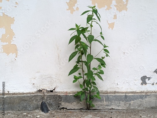 Persistent green plant thrives from cracked urban concrete, defying decay