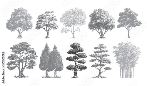 Collection of ten diverse grey textured tree illustrations including deciduous coniferous bonsai and bamboo on white background