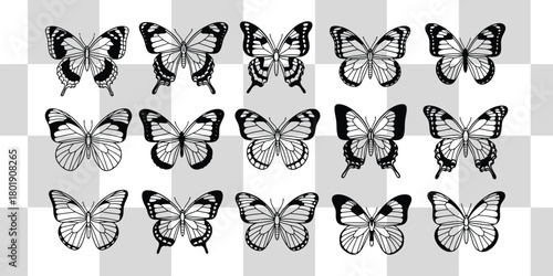 Graceful butterfly collection showcasing delicate wing patterns and intricate designs
