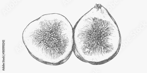 Drawing of a cut fig with detailed stipple shading and vintage halftone patterns giving a natural botanical aesthetic for rustic inspired collage projects.