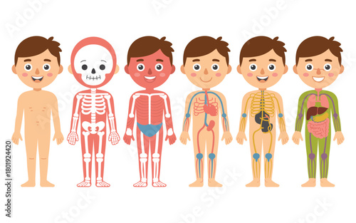 Human Body Systems Explained A Visual Guide to Anatomy and Physiology