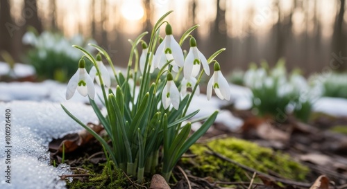 Wallpaper Mural First snowdrop flowers blooming through the snow in a spring forest at sunrise. Torontodigital.ca