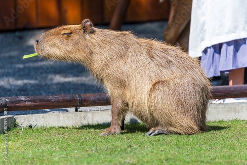 The docile capybaras interact closely with tourists at tourist attractions.