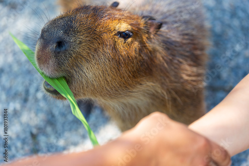 The docile capybaras interact closely with tourists at tourist attractions.