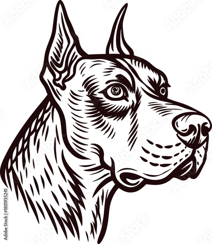 Ink drawn attentive dog head closeup detailed hand sketch illustration on white background