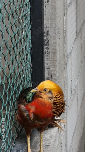 The Beauty and Elegance of Pheasant Birds