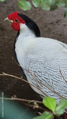 The Beauty and Elegance of Pheasant Birds