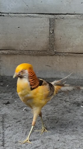The Beauty and Elegance of Pheasant Birds