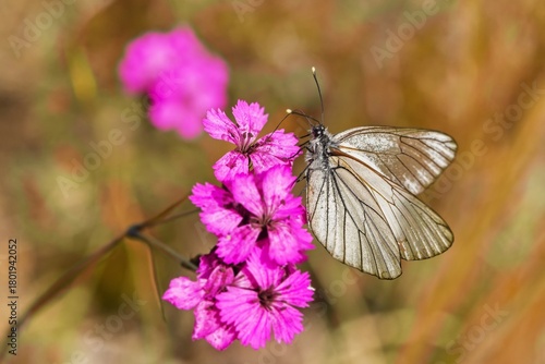 Tableau sur toile A black-veined white butterfly sits on a VIOLET flower